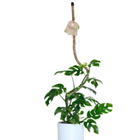 Mossify - The Original Bendable Coir Pole