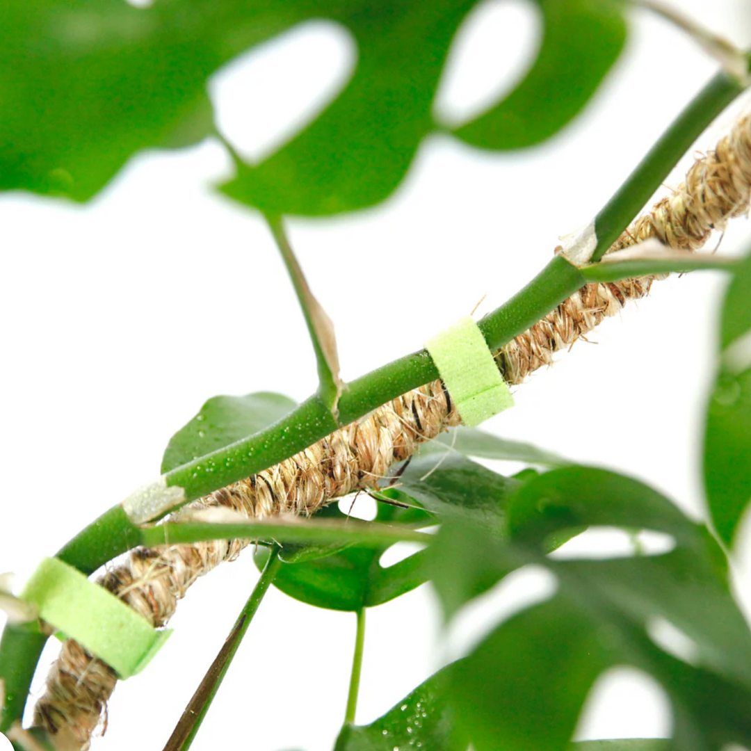 Mossify - The Original Bendable Coir Pole