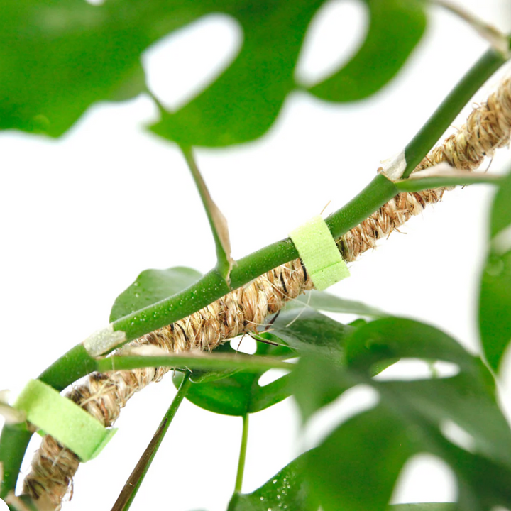 Mossify - The Original Bendable Coir Pole