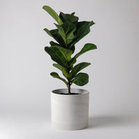 7" Signature Stone Planter Pot: 7" Planter & Saucer