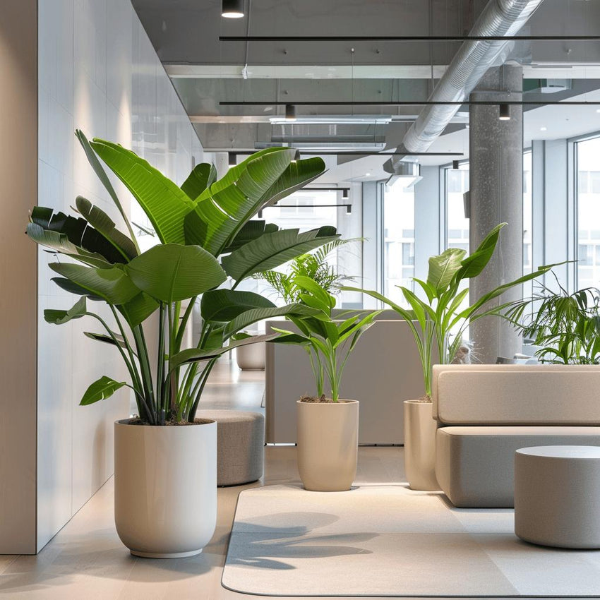Plant Rentals & Styling