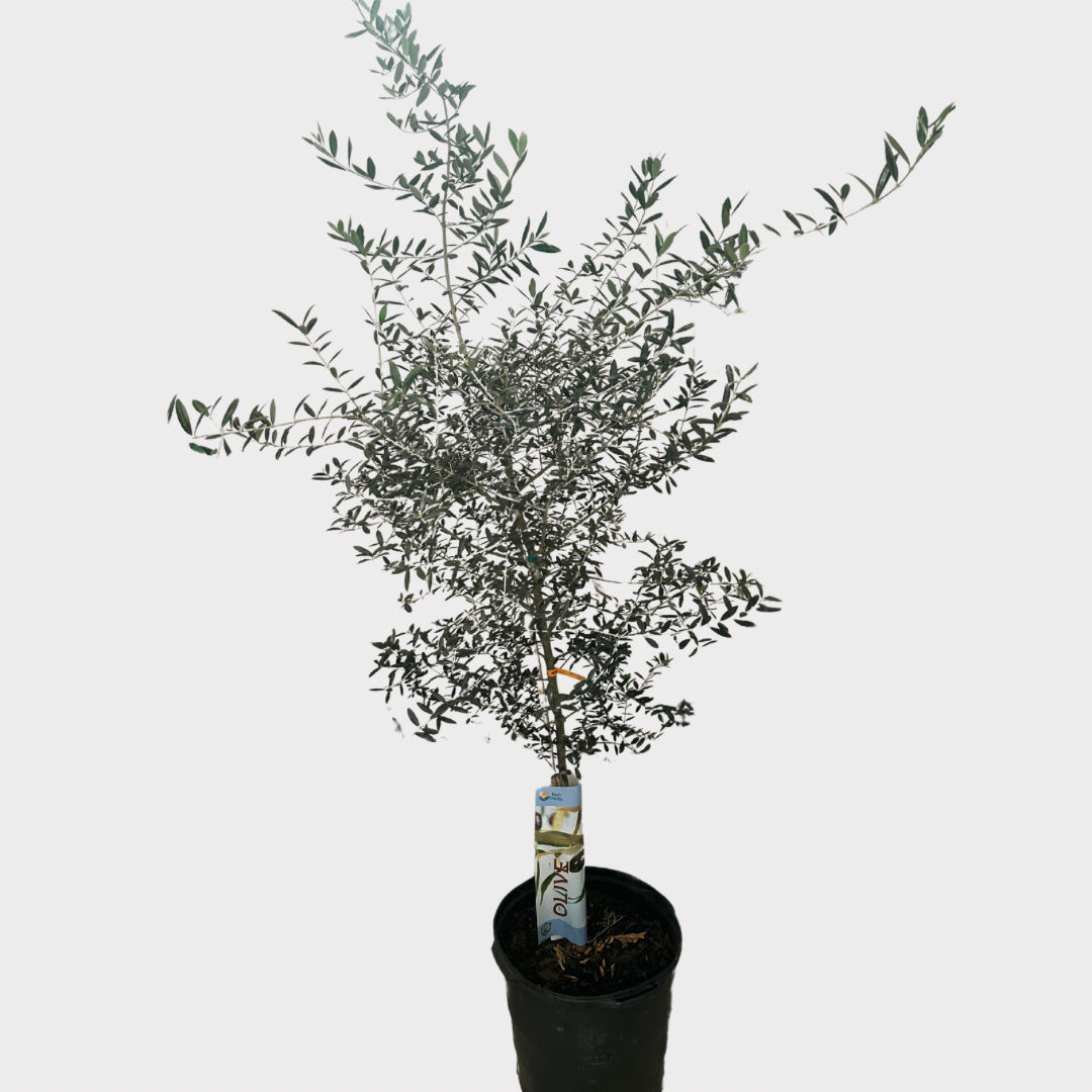 Olive Tree